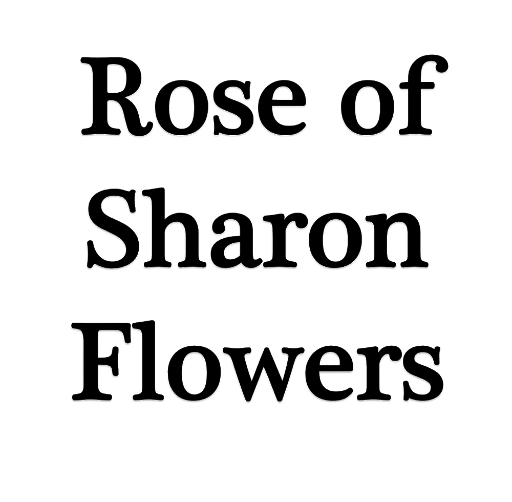 Rose of Sharon Flowers